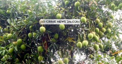 পাকা আম সংগ্রহ ও বাজারজাত শুরুর সময় নির্ধারণ করেছে প্রশাসন পাকা আম সংগ্রহ ও বাজারজাত শুরুর সময় নির্ধারণ করেছে প্রশাসন