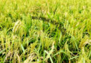 চৌদ্দগ্রাম বোরোধানে মাজরা পোকার আক্রমণ দিশেহারা কৃষক