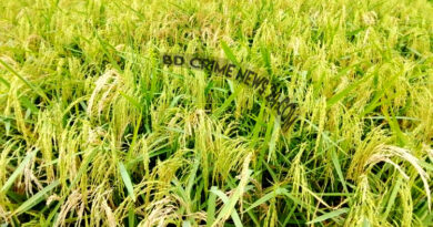 চৌদ্দগ্রাম বোরোধানে মাজরা পোকার আক্রমণ দিশেহারা কৃষক চৌদ্দগ্রাম বোরোধানে মাজরা পোকার আক্রমণ দিশেহারা কৃষক